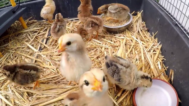 Almanya'da erkek civcivlerin itlafı yasaklandı