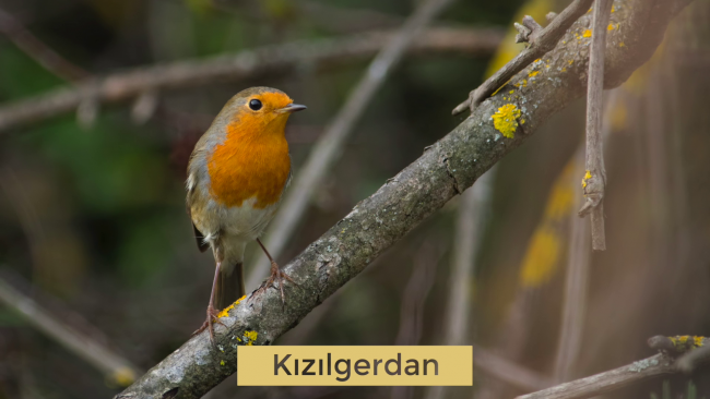 İstanbul’un kuşları