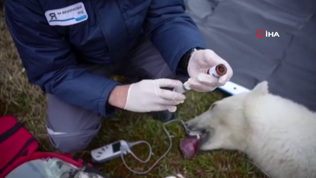 Rusya'da ağzı teneke kutuya sıkışan kutup ayısı kurtarıldı