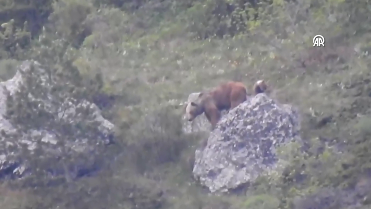 Gümüşhane'de dağlık alanda ayılar ve yaban keçileri görüntülendi
