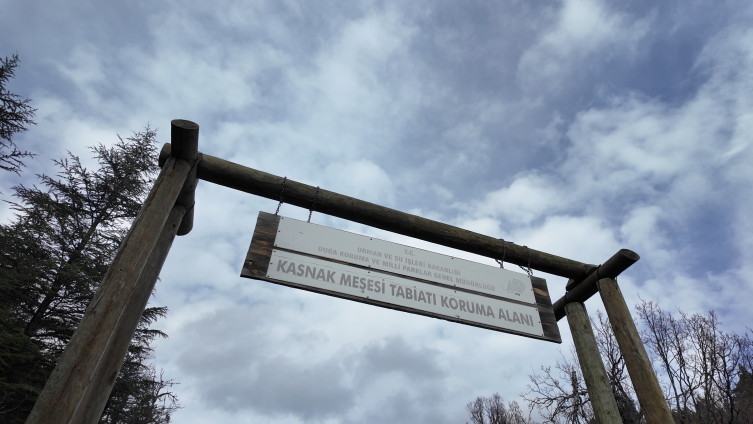 Isparta’daki eşsiz ekosistem: Kasnak Meşesi Ormanı