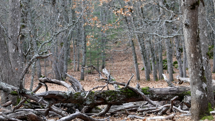 Isparta’daki eşsiz ekosistem: Kasnak Meşesi Ormanı