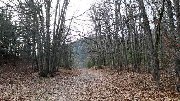 Isparta’daki eşsiz ekosistem: Kasnak Meşesi Ormanı