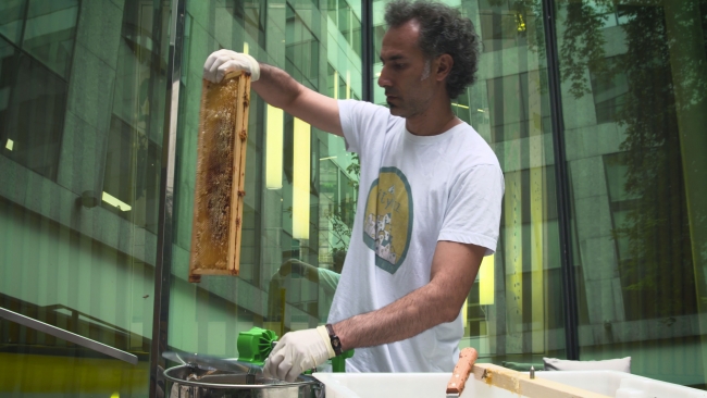 Paris çatılarında arıcılık yapan Türk