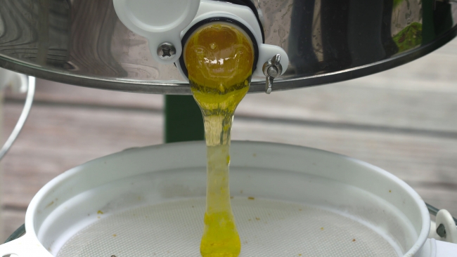 Paris çatılarında arıcılık yapan Türk