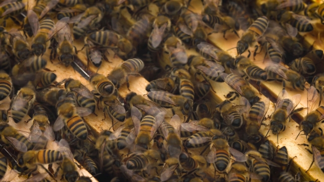 Paris çatılarında arıcılık yapan Türk