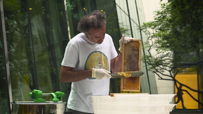 Paris çatılarında arıcılık yapan Türk