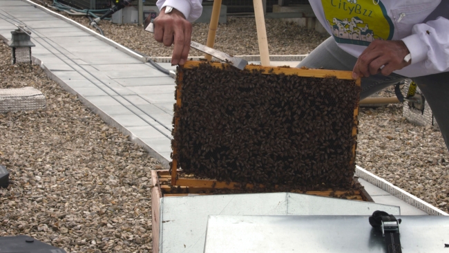 Paris çatılarında arıcılık yapan Türk