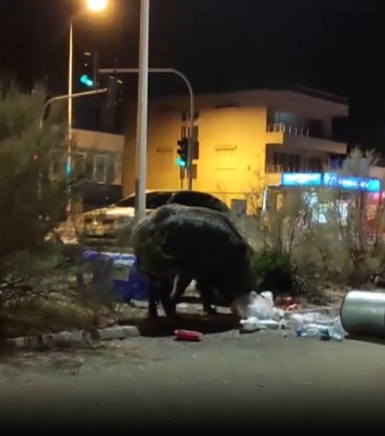 İzmir'de toplanmayan çöp yığınlarına domuzlar dadandı