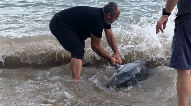 Hayvansever vatandaş yavru yunusu hayata döndürdü