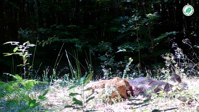 Yavrusunu emziren yaban domuzu fotokapanla görüntülendi