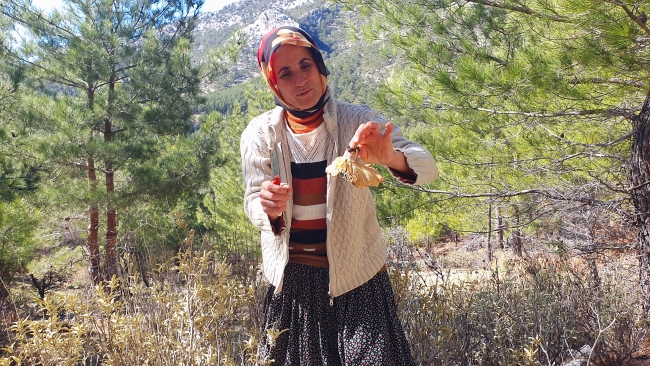 Çam mantarı Silifkelilerin geçim kaynağı