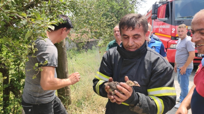 Zonguldak'ta çiftlik yangını: 12 bin hindi yavrusu telef oldu