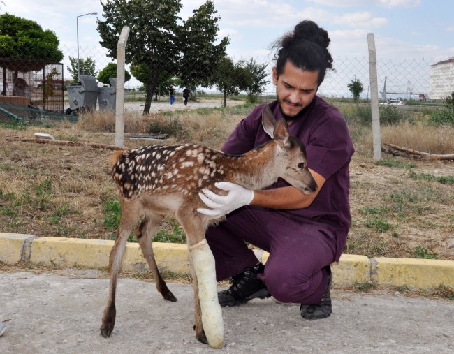 Yaralı kızıl geyik yavrusu Afyonkarahisar'da tedavi görüyor