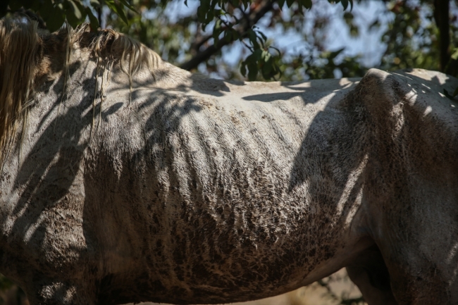 Adana'da susuz ve aç bırakılan yaralı at tedaviye alındı