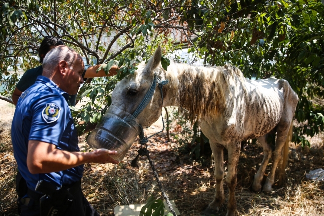 Adana'da susuz ve aç bırakılan yaralı at tedaviye alındı