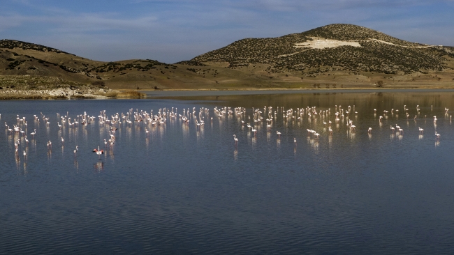Yarışlı Gölü'nün misafirleri: Flamingolar