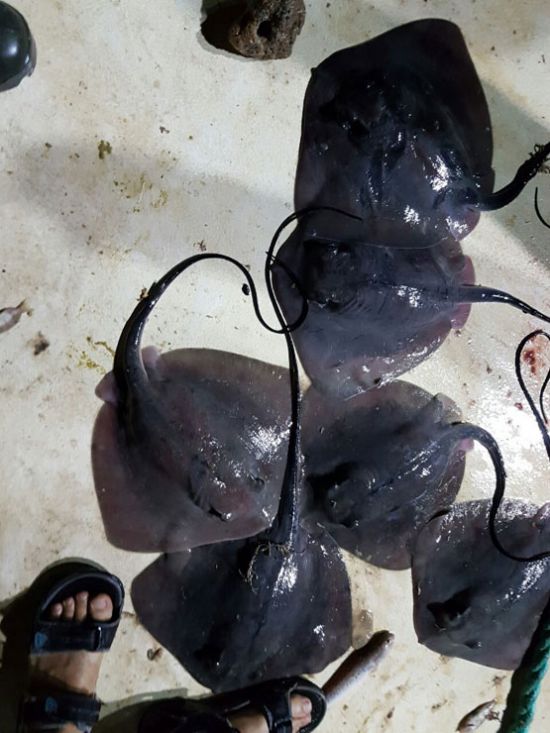 İzmir'de bulunan dev vatoz türünün en büyüğü