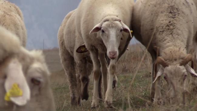 Osmanlı'nın kışlağı Söğüt'te yaylacıların eve dönüşü başladı