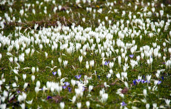 İlkbaharda mor, sonbaharda beyaza bürünen Kadıralak Yaylası