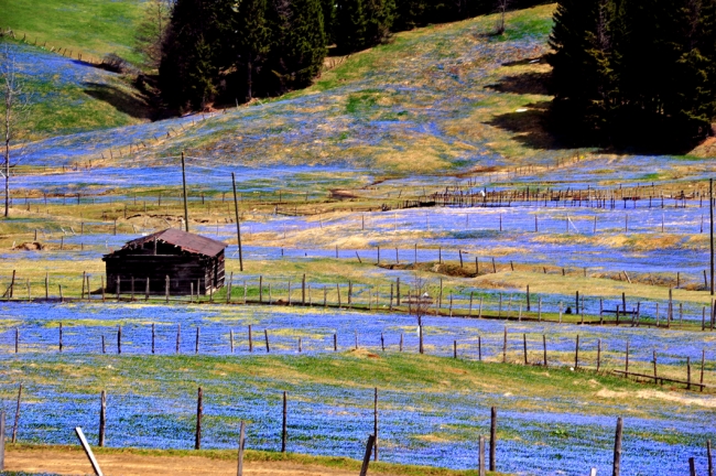 İlkbaharda mor, sonbaharda beyaza bürünen Kadıralak Yaylası