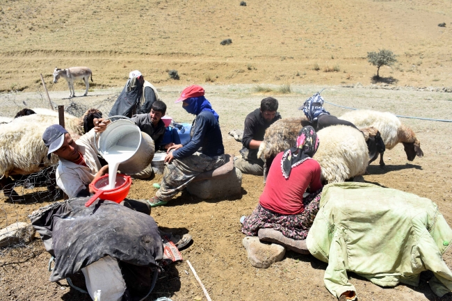 Göçerlerin tercihi Muş yaylası