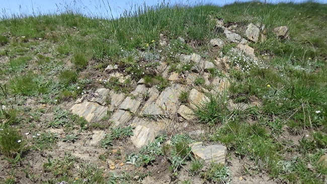 Akademisyenler 2 yeni ağaç türü keşfetti