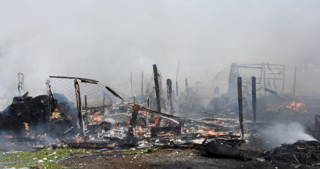 Antalya'da ağıl yangını: Onlarca hayvan telef oldu