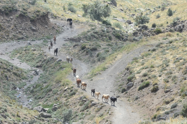 Yılkı atları fotoğrafseverlerin ilgi odağı oldu