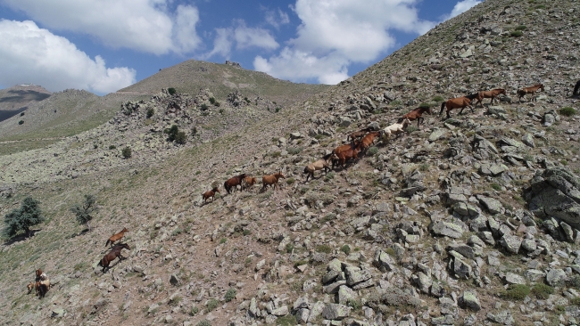Yılkı atları fotoğrafseverlerin ilgi odağı oldu