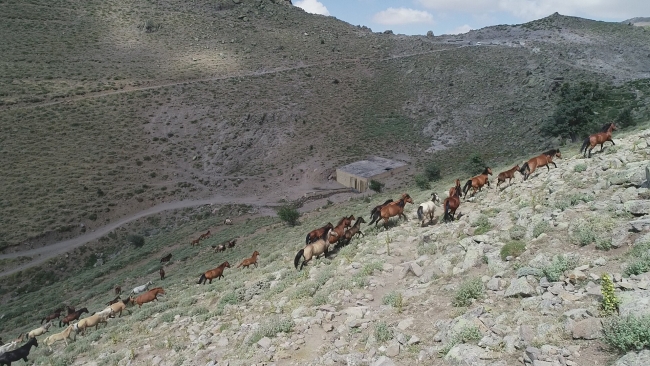 Yılkı atları fotoğrafseverlerin ilgi odağı oldu