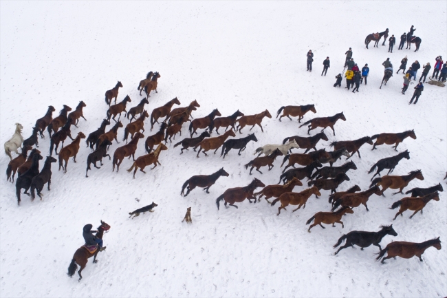 Yılkı atları fotoğrafçıların gözdesi oldu