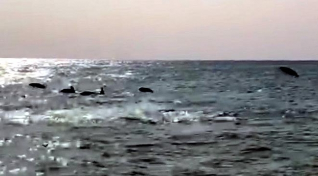 Yunuslar kıyıya gelerek vatandaşlarla yüzdü