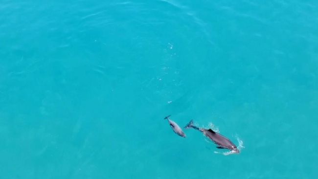 Drone görüntüsüyle yunusların balık kovalamacası