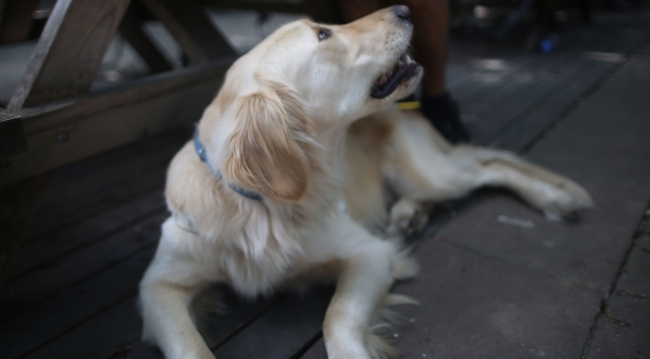 Görme engellilerin gören gözleri: Rehber köpekler