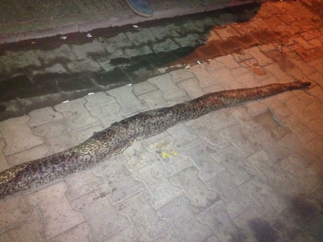 3 metre 20 santimlik yılan ölüsü bulundu