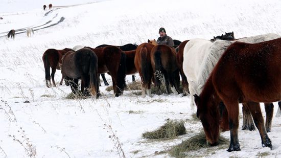 Ardahan'daki yılkı atlarına bakanlık sahip çıktı