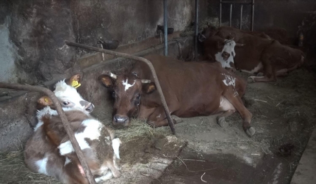 Zehirlenen ineklerinin başında gözyaşı döktü