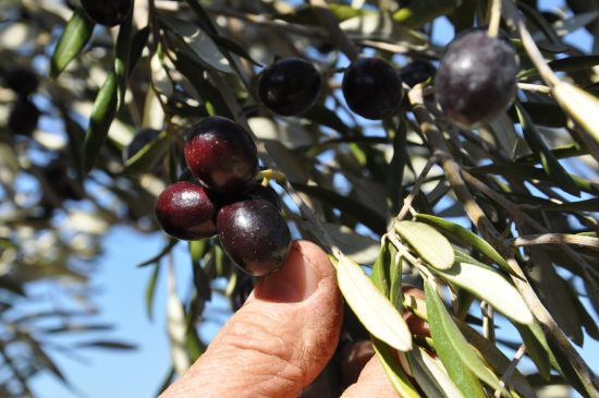 "Yeşil altın"ı atlı bekçiler koruyor