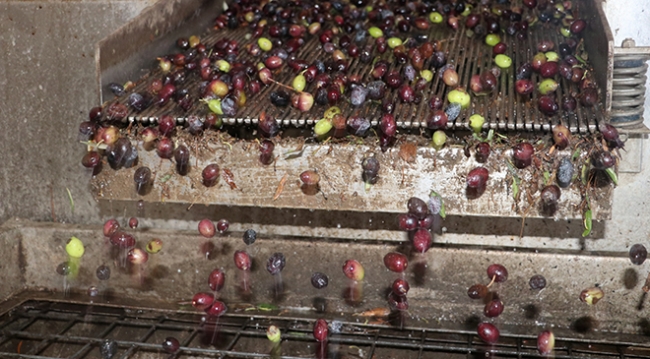 Hatay'da zeytinyağı zamanı: Litresi 20 liranın üzerinde satılıyor
