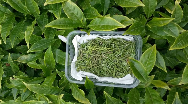 Üretimi artan beyaz çay yine yetmedi