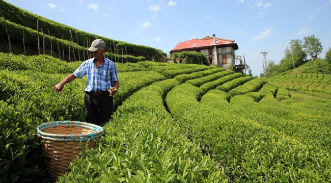 Üretimi artan beyaz çay yine yetmedi