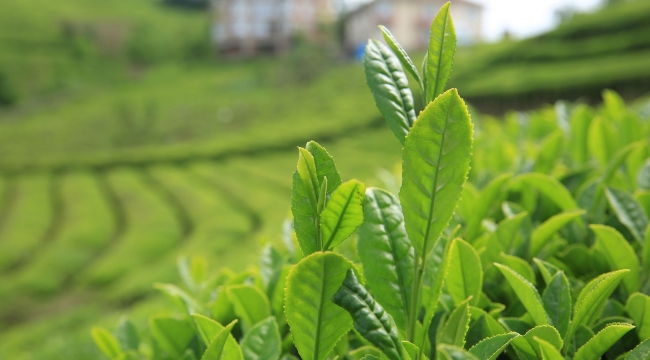 Üretimi artan beyaz çay yine yetmedi