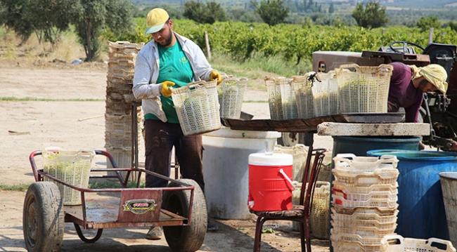 Türkiye'nin yaş üzüm ihracatı yüzde 43 arttı