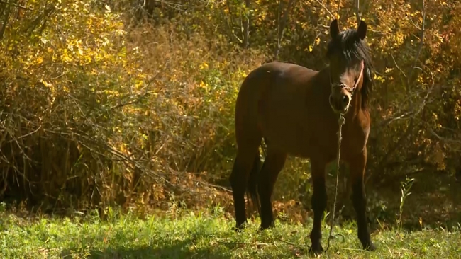 Fotoğraf: TRT Haber