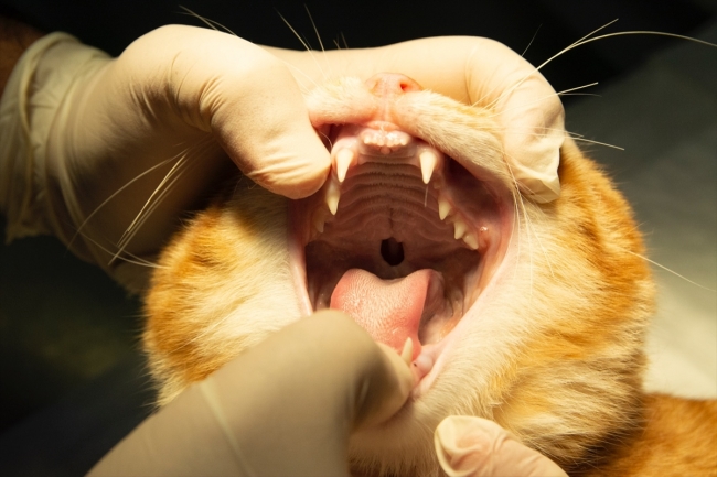 Balkondan düşen kedi protez damakla sağlığına kavuştu