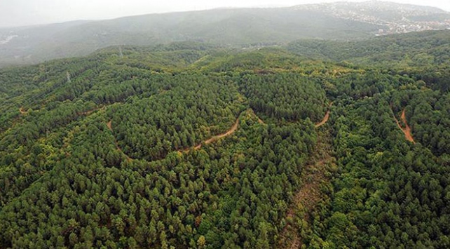 Türkiye'nin orman varlığı 22 6 milyon hektarı geçti