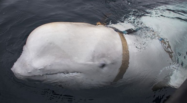 "Norveçte bulunan beyaz balina Rus casusu olabilir"