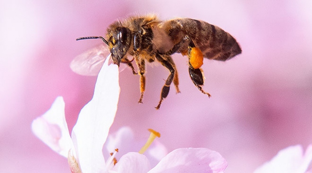 Arıların yüzde 40'ı yok olma riskiyle karşı karşıya