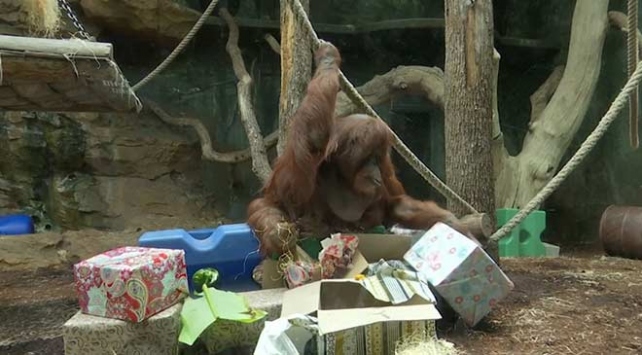 Orangutan Nenette için doğum günü partisi düzenlendi